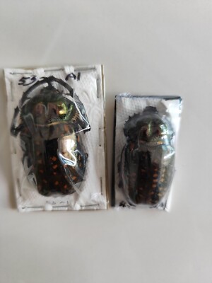 no.4 rare cheirotonus formosanus taiwan | eBay