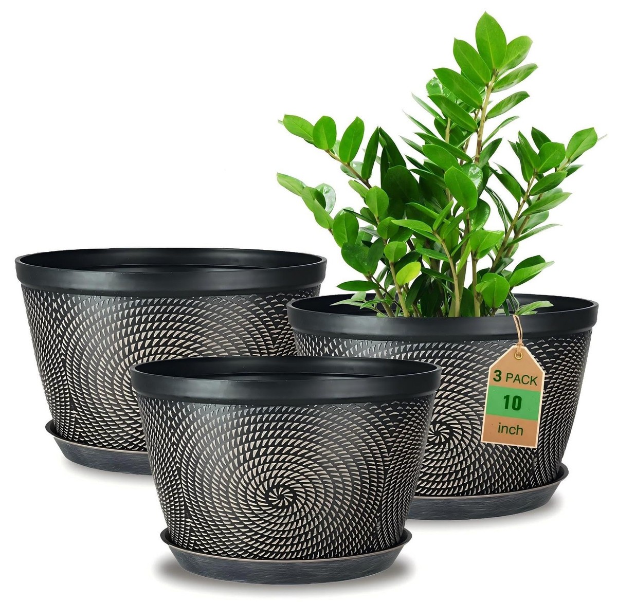 house plants for sale near me Dieffenbachia (Dumb Cane) 10 inch