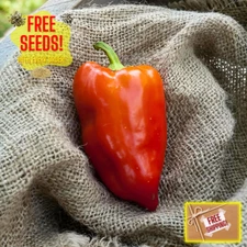 Fresh Paprika Pepper Seeds | Organic | Heirloom Non-GMO | Vegetable Seeds