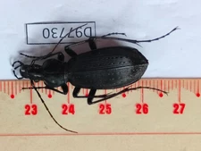 D97730-insects,Beetles Carabidae from Vietnam North