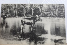 Maine ME Bull Moose Postcard Old Vintage Card View Standard Souvenir Postal Post