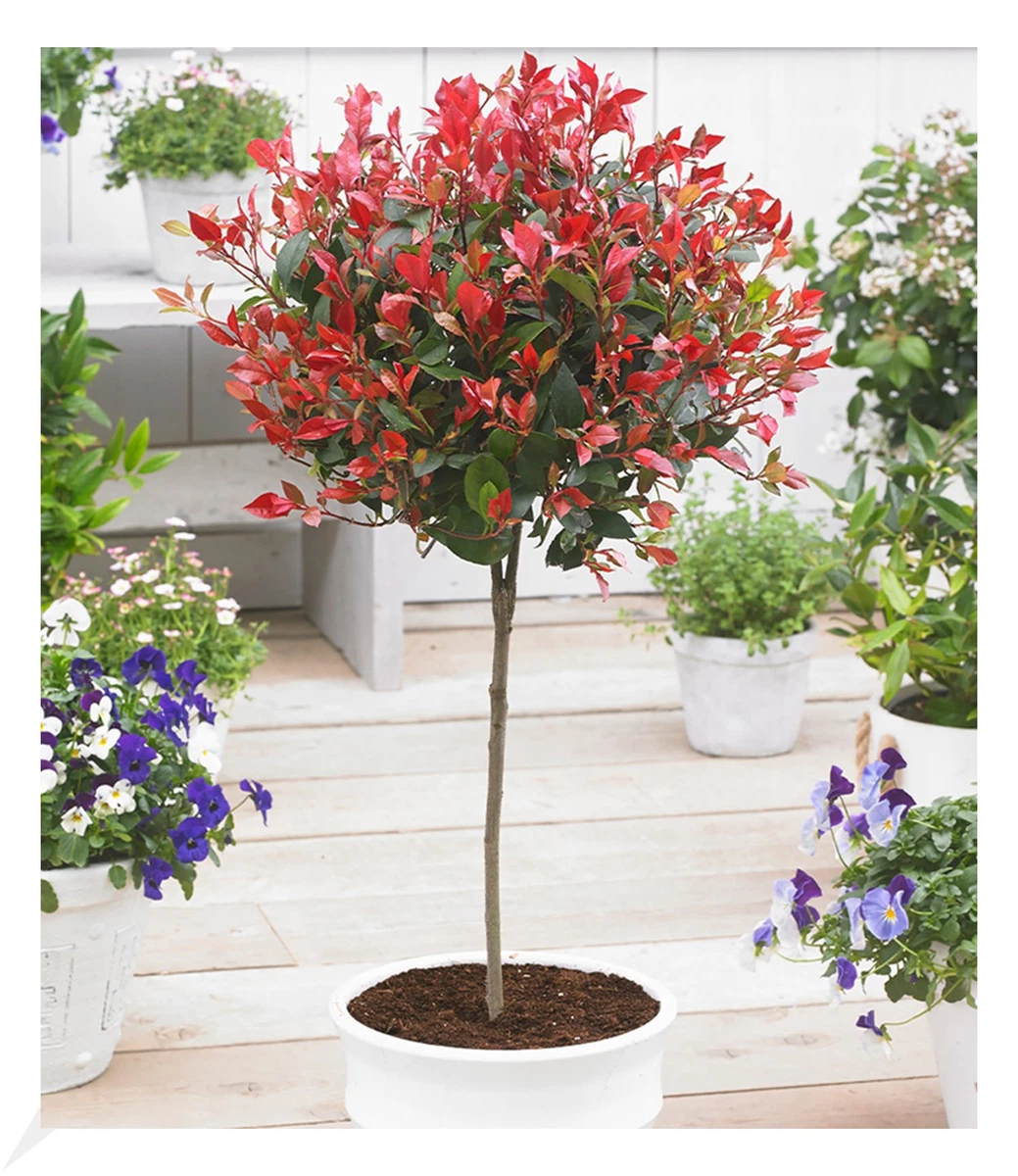 Glanzmispel Red Robin online kaufen | eBay.de