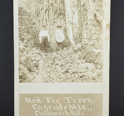 RPPC Red Fir Trees Cascade Mountains Chilliwack British Columbia Canada
