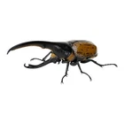 Bandai Gashapon Rhinoceros Beetle 07 Action Figure Hercules Beetle Lichyi Orange
