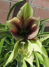 Amaryllis Papilio Hippeastrum Butterfly 1 Jumbo Bulb Landscaping