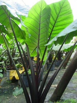 Alocasia macrorrhiza LIVE TROPICAL PLANT Black Stem Elephant Ear