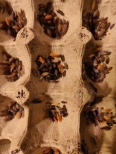 50 Lotto Mix Porcellionides Pruinosus Isopods. Free Shipping.