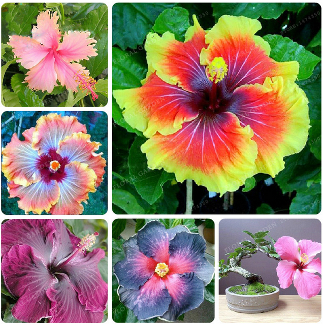 Giant Hibiscus Bonsai 24 Kinds Rosa Flowers Mix Color Tree Plants 200 Pcs Seeds For Sale Online Ebay