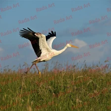 Digital Image Art Ai Picture Photo Wallpaper Desktop White Stork Bird Nature