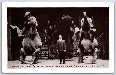 Broncho Bill's Wonderful Circus Elephants  Salt & Saucy  Sit Upright~B&W Litho
