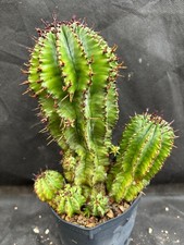 EUPHORBIA HORRIDA CACTUS PIANTE GRASSE AGAVE SUCCULENTE 429
