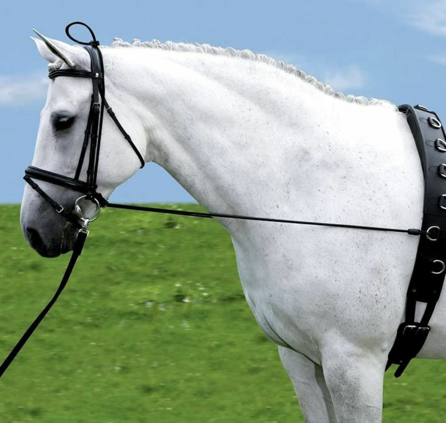 Fully Elasticated Training Rein / Bungee Horse / Pony Essential