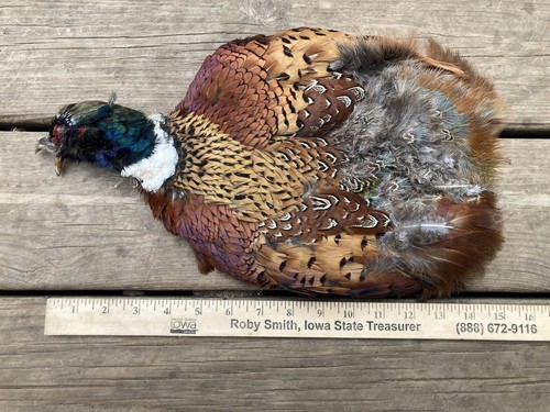 Rooster RINGNECK PHEASANT SKIN No Wings No Tail FLY TYING/Fishing 2nd Quality - Picture 10 of 18
