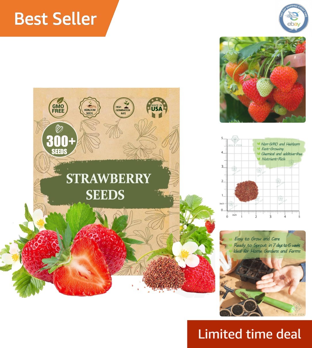 300 Juicy, Sweet Heirloom Strawberry Seeds - High Germination Rate for  Beginners | eBay