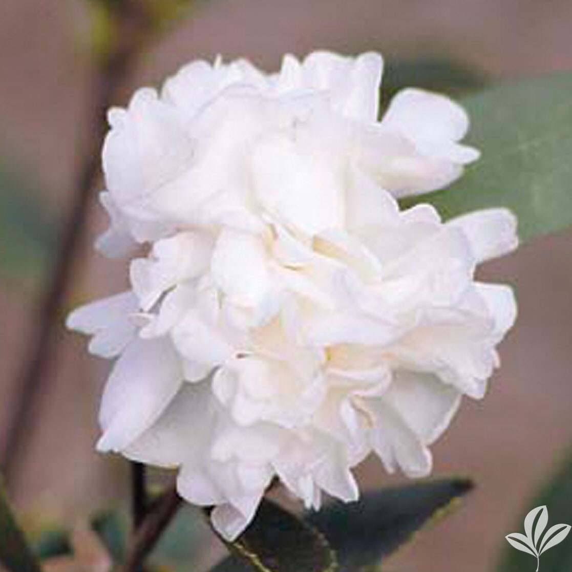 Polar Ice~~Camellia Japonica-Live Starter Plant -Highly Variable Blooms! |  eBay
