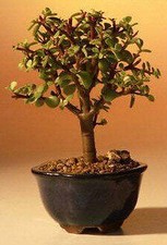 Baby Jade Bonsai Tree - Small Portulacaria Afra 