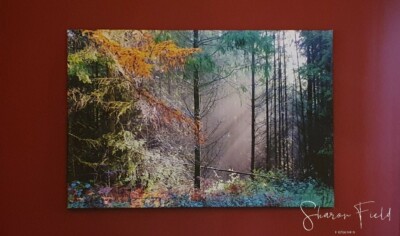 Sonne im Wald, Leinwandbild, 30x20inch, 18mm tiefer Rahmen. Fertig zum Aufhängen.