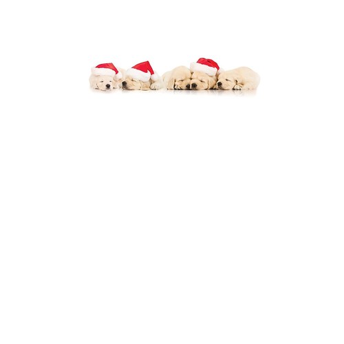 Tolle Papiere! Urlaub Schreibwaren Santa Welpen 8,5" x 11" 80 Blatt (2017018) - Bild 1 von 1