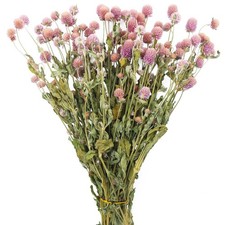 Dried Flower Pink Globe Amaranth Natural Dried Rose Flowers Bundles Flowers D...