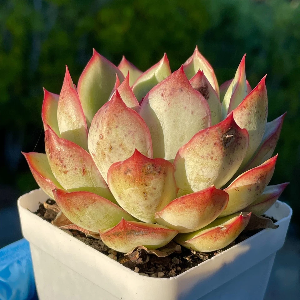 Rare Succulent Echeveria Pulidonis Fully Rooted Live Plant Decor Gift 3.5-Inch - Image 3 of 4
