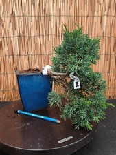 Bonsai di Ginepro h 27cm Visita il mio negozio!