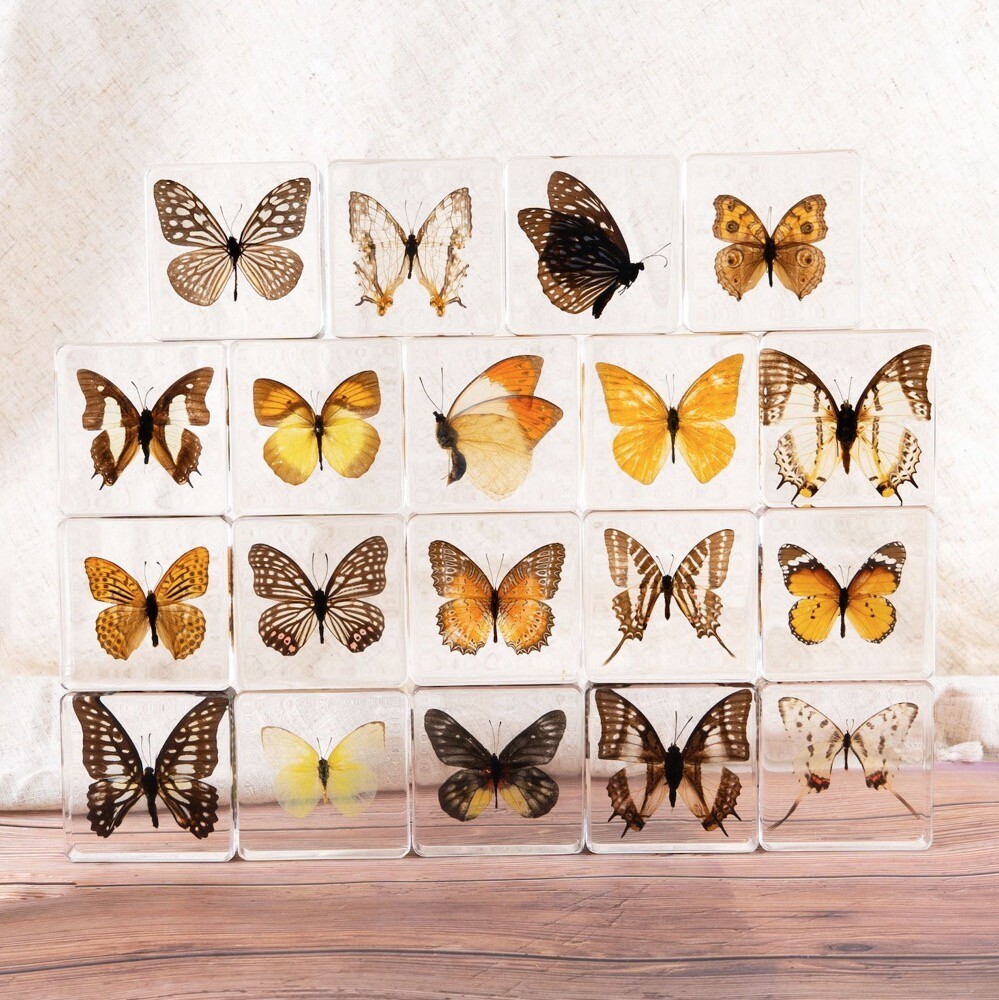 12 Pcs Insect in Resin Specimen Bugs Butterfly Moth Collection Paperweights
