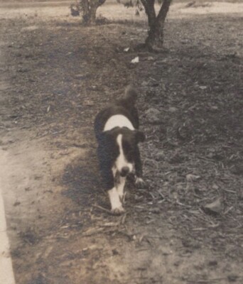 Vintage Candid Photo Black and White Dog Fetching Stick Outdoor Pet