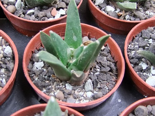 Ariocarpus retusus scapharostroides El Sabinito, pot 5,5 cm - Picture 3 of 4
