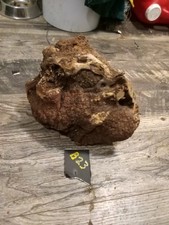  B23 Natural Manzanita BURL Root Wood For DIY Projects.