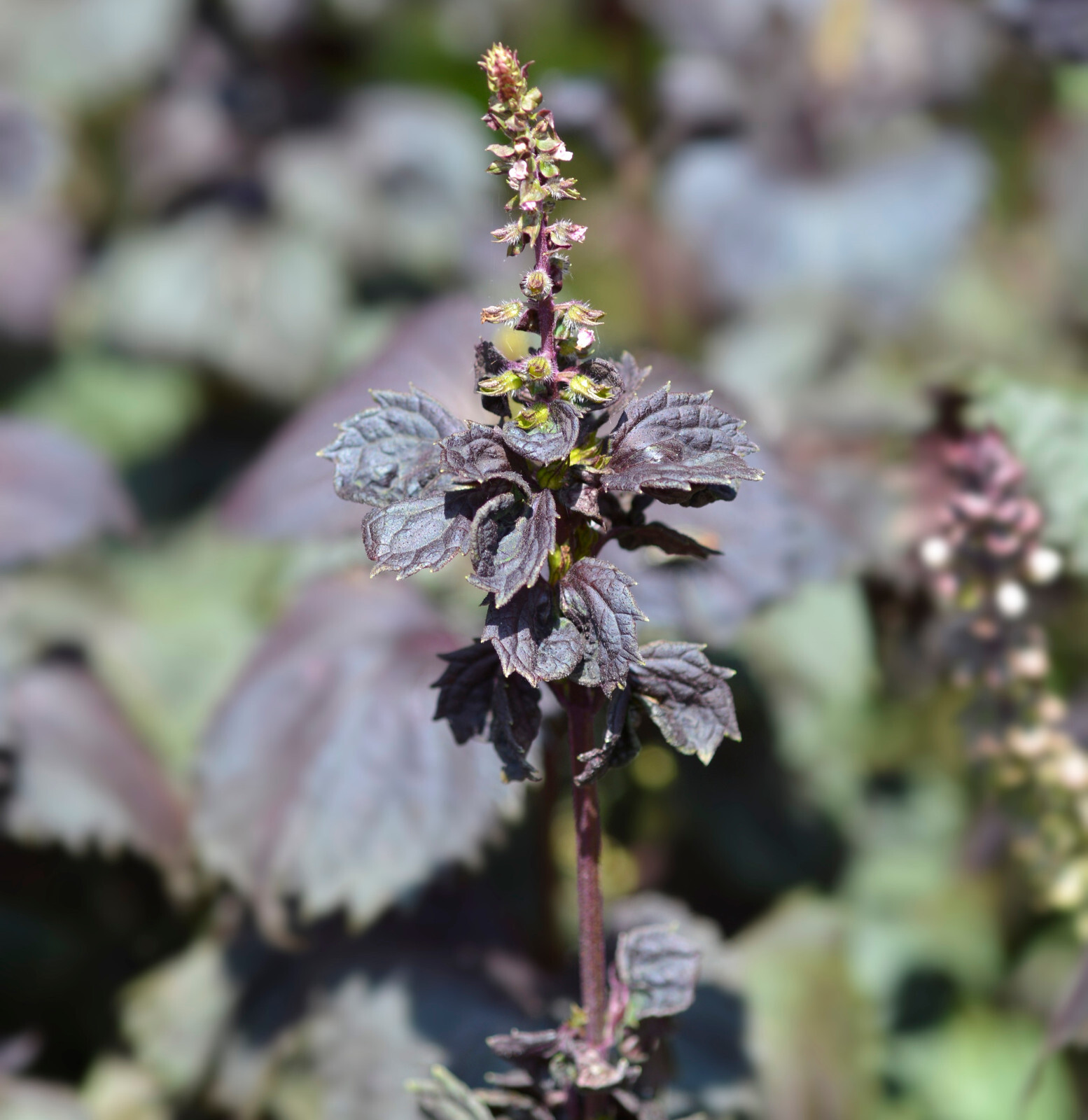 200 Samen Perilla Shiso Rot Sesamblatt Salat Gewürz Schwarznessel Zi Su Ye