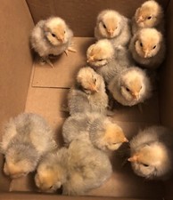 12+ PORCELAIN D’UCCLE BANTAM Fresh Hatching Eggs. Laying Now.