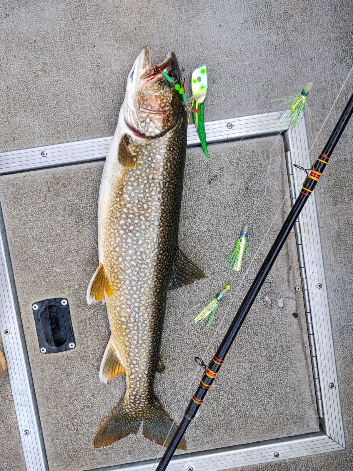 High Percentage Bait/Meat Rig UV Over Black 