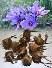 30 CROCUS SATIVUS (SAFFRON) BULBS AUTUMN EXPENSIVE SPICE GROW YOUR OWN AUTUMN