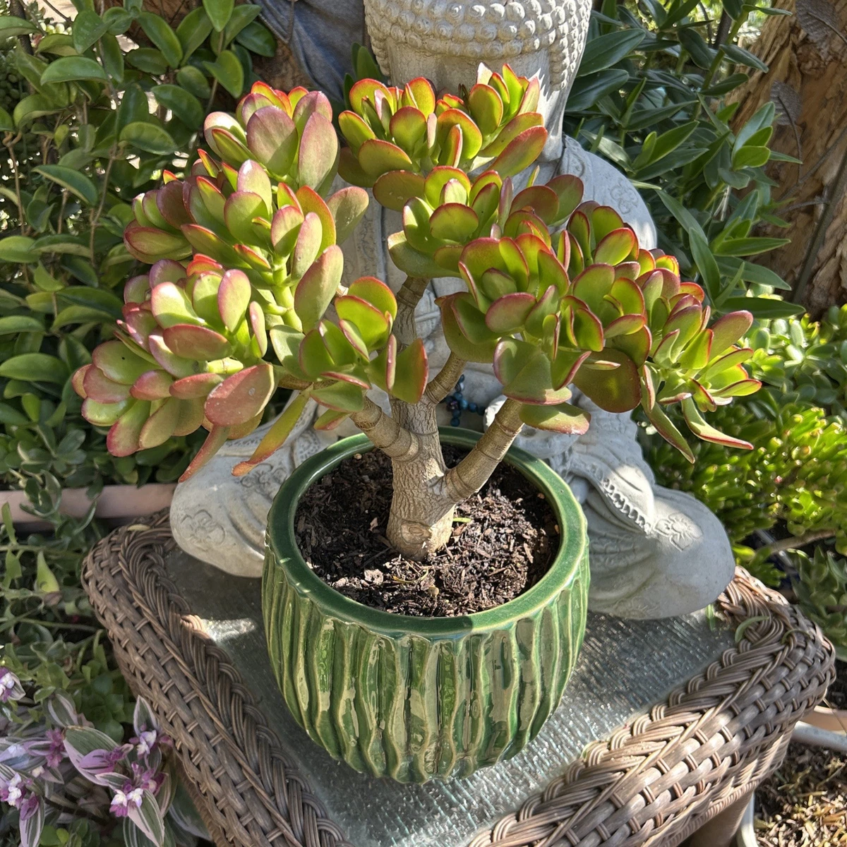 beautiful snake plant Terra Snake Plants – The Flower Bar Larchmont