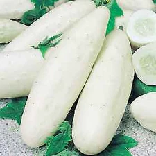 Cucumber White Wonder    250 seeds