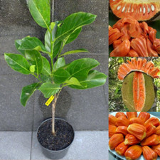 Graftedd Red Jack Fruit Tree House Plant