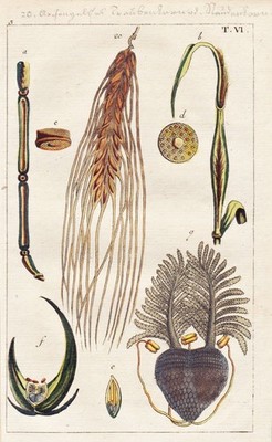 Urroggen Roggen rye Getreide grain botany Botanik engraving Kupferstich Wilhelm