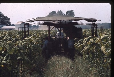 Sl20 Slide 1970 s Omaha 35mm Slide Tobacco Worker  Harvest  643a