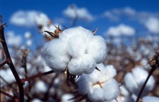 100 WHITE COTTON Gossypium Seeds Non-GMO USA Seller Shipper Best Price