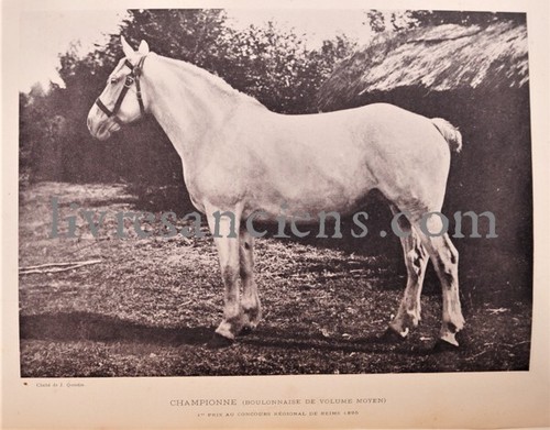 VISEUR. Histoire du cheval ventes exceptionnelles Boulonnais. 1897