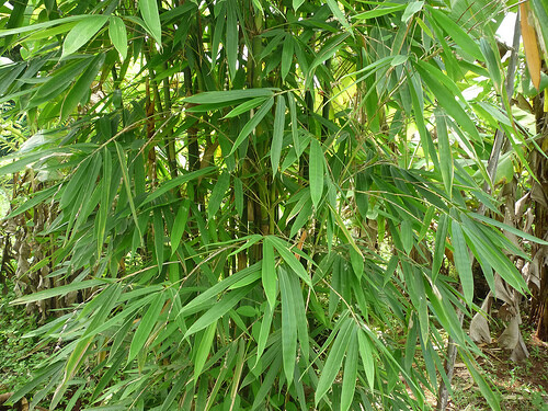 Dendrocalamus strictus, Male Bambu, Iron Bambu - 100 Sementes - Picture 2 of 9