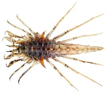 Deepwater Amphipod Acanthogammarus grewingkii - Lake Vical, Siberia - 60~70mm.!!