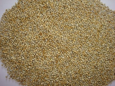 bajra grain kambhu pearl millet whole grain freshly pack bajara ebay bajra grain kambhu pearl millet whole grain freshly pack bajara ebay