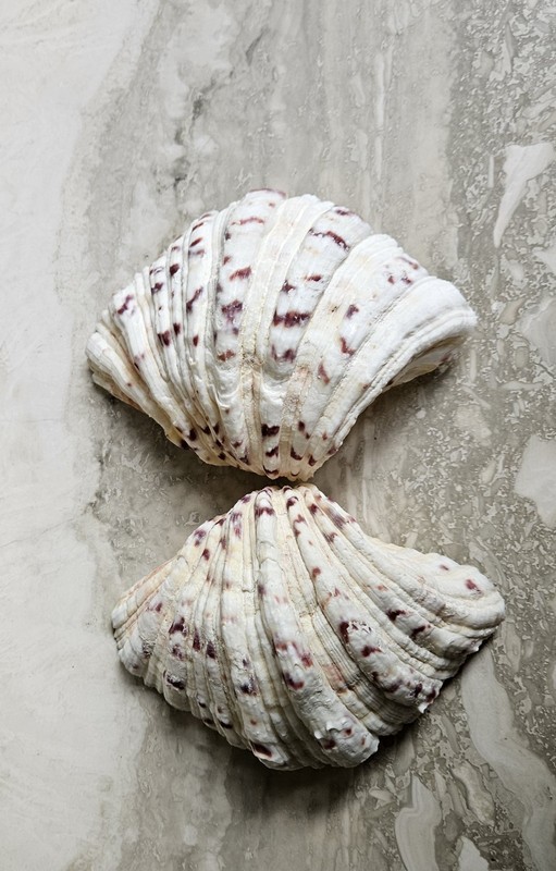 Bear Paw Clam Seashell Hippopus Hippopus 