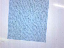 25PK Onion Bulb, Epidermis - Prepared Microscope Slides, 75x25mm - Eisco Labs