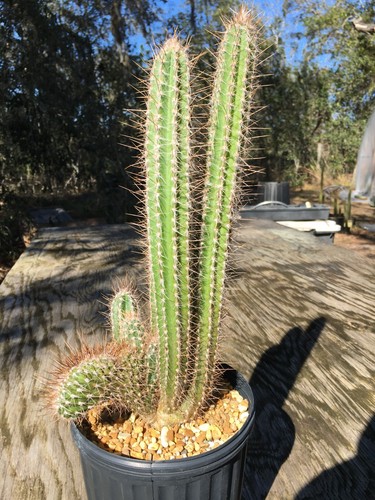 Pilosocereus Royenii (South America) Cod. MU433/10.50 :: Cactus - Foto 3