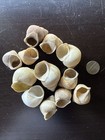 12pack Neothauma Shells For Cichlids