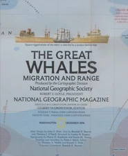 Wall Map GREAT WHALES Orca Humpback Dolphin Narwhal Fin Bowhead Sperm Migration