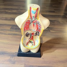 EDU-TOYS DOYUSHA Human Torso Anatomically Accurate 500mm