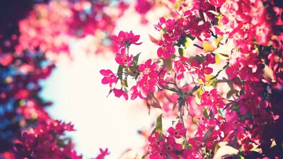 Anime trees flowers sky filter pink bokeh plants Play Gaming Mat Desk